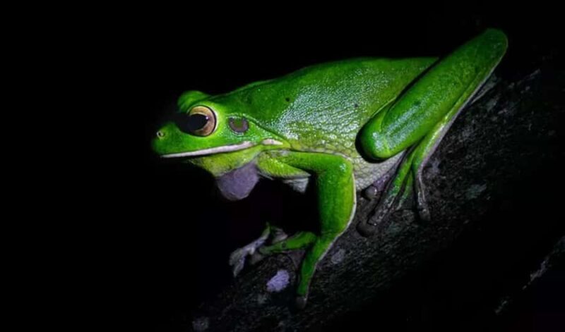 Cape Tribulation: Daintree Rainforest Night Walk Tour - An In-depth Look at the Experience