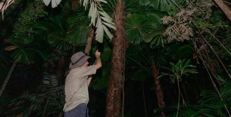 Cape Tribulation: Daintree Rainforest Night Walk Tour - FAQ
