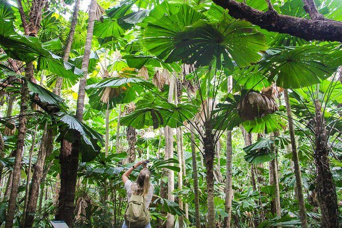 Cape Tribulation & Daintree Wilderness (TCT) - Analyzing the Value