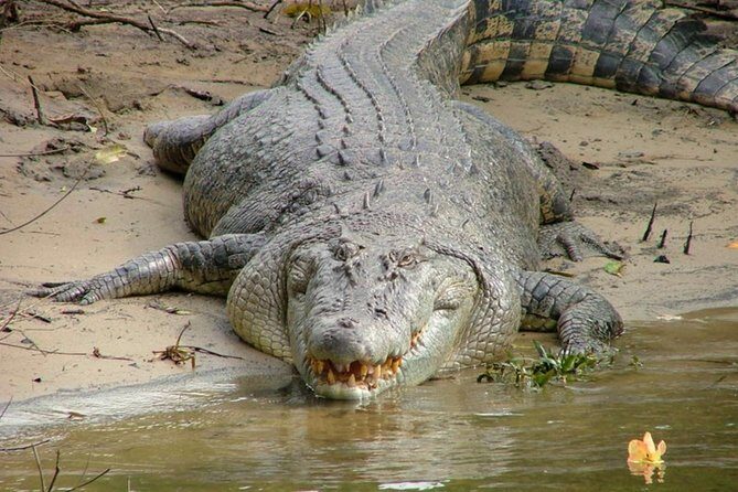 Cape Tribulation Day Tour from Cairns - FAQ