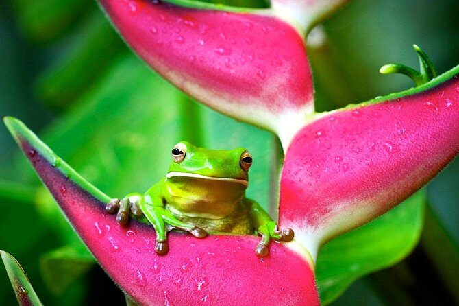 Cape Tribulation, Mossman Gorge and Daintree Rainforest Day Tour - Who Should Consider This Tour?