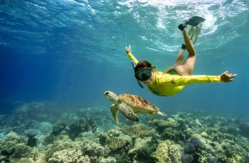Cape Tribulation Ocean Safari - Great Barrier Reef Adventure - An Honest Look at the Experience