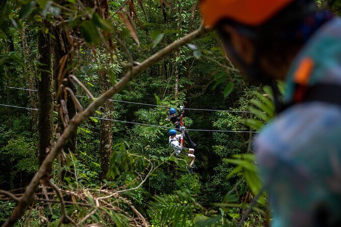 Cape Tribulation & Ziplining: Ultimate Daintree - The Sum Up
