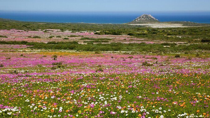 Cape West Coast Flower Tour - A Closer Look at the Itinerary