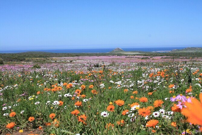 Cape West Coast Flower Tour - Final Thoughts