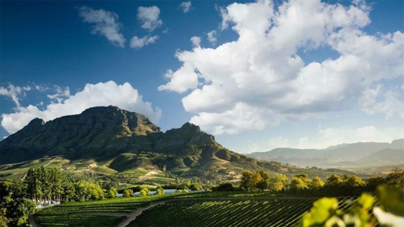 Cape Wineland 3 Award Winning Vineyards - Who Should Consider This Tour?