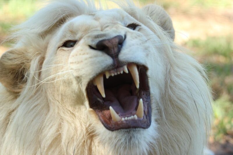 Cape Winelands Family Tour & Wildlife Encounter - An In-Depth Look at the Itinerary and Highlights