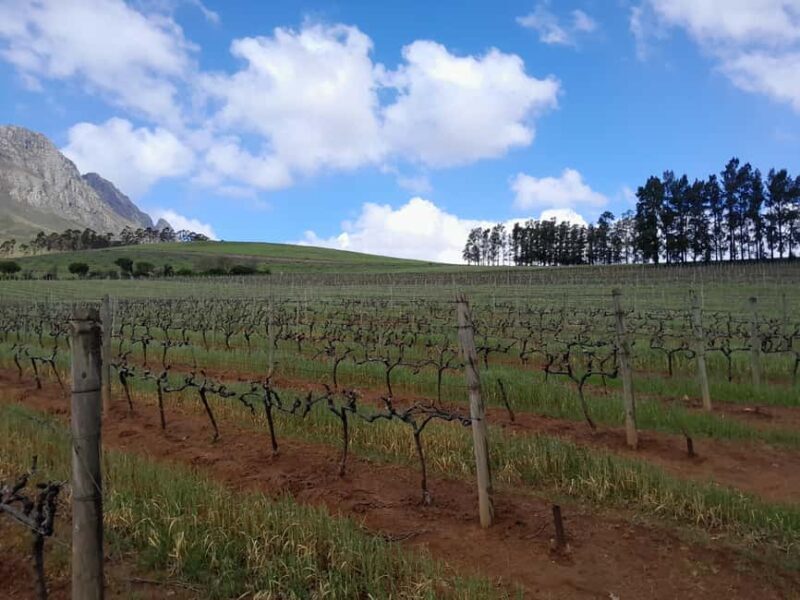 Cape Winelands: Stellenbosch, Franschhoek and Paarl - The Details That Make the Tour Special