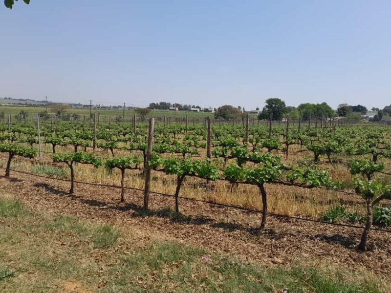 Cape Winelands: Stellenbosch, Franschhoek and Paarl - FAQs