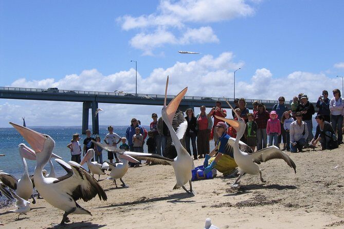 Cape Woolamai Sightseeing Cruise from San Remo - Authentic Experiences and Highlights