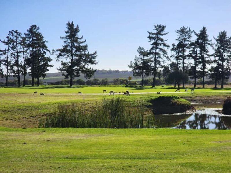 Cape,Town Golf day and Wine Tasting at Ernie Els wine estate - Who Should Consider This Tour?