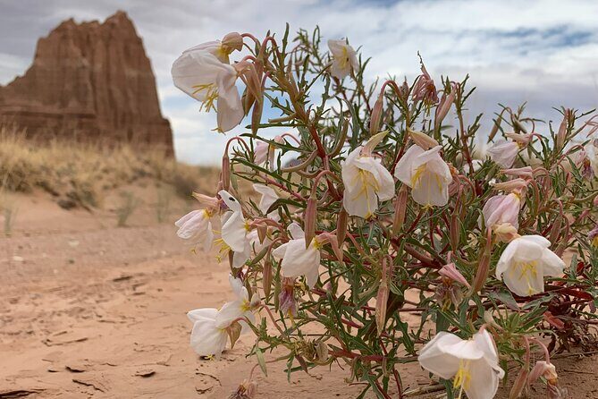 Capitol Reef Half Day Temples of the Sun and Moon (Shared Tour) - Who This Tour Suits Best
