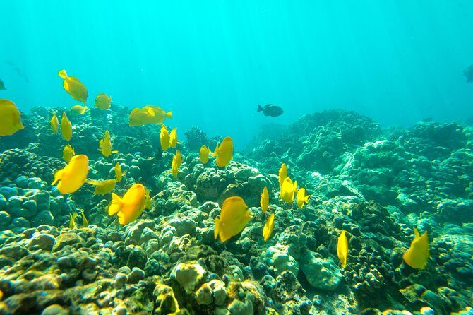 Captain Cook Snorkel On A Power Catamaran With Lunch - Who Should Consider This Tour?