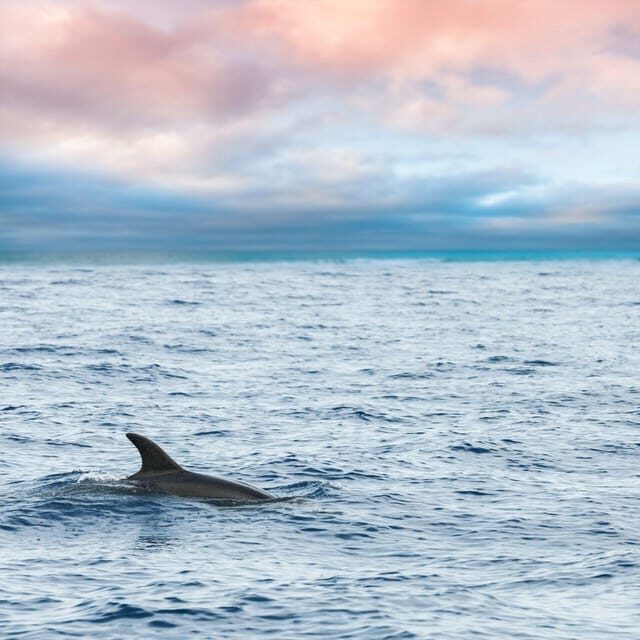 Captain's Choice: Dolphin Watch Sunset Sail - An Overview of the Experience