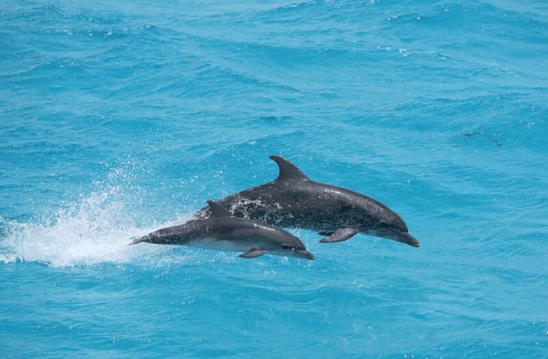 Captain's Choice: Dolphin Watch Sunset Sail - FAQ