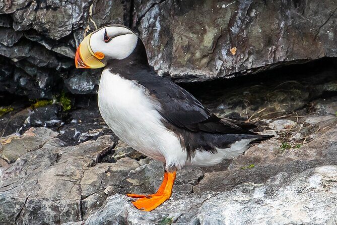Captain's Choice Kenai Fjords National Park Tour from Seward - The Itinerary — What to Expect at Each Stop