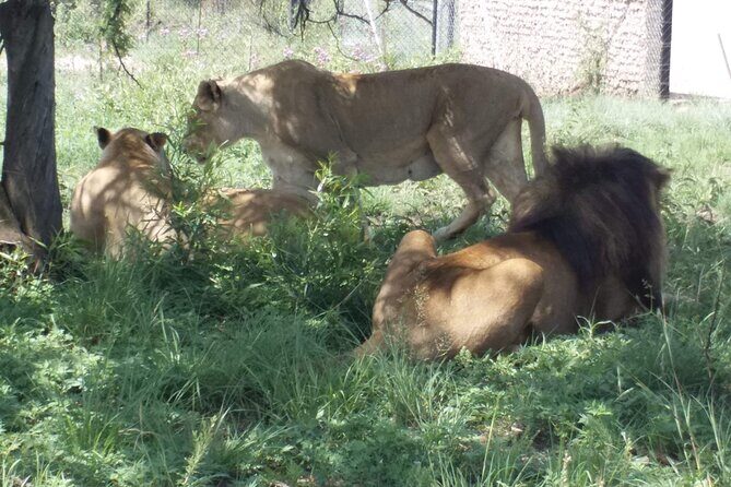 Captivating Safari Lion Park Experience (Half Day Guided Tour) - Arrival at the Safari Lion Park