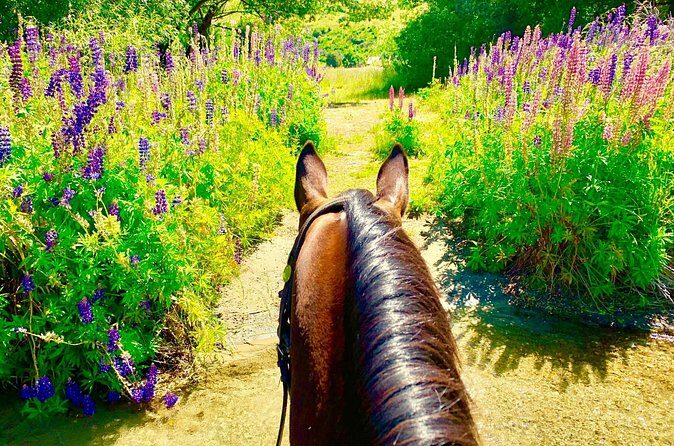 Cardrona High Country Pub Trail Horse Trek (Intermediate level+) - Who Will Love This Tour?
