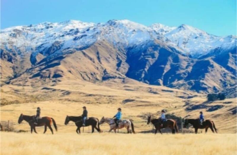 Cardrona Valley: Horse Trekking Experience - Authentic Reviews from Participants