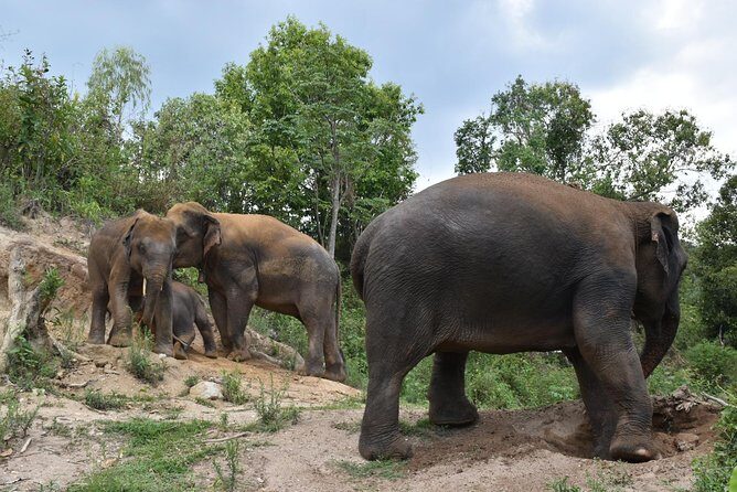 Care Pride Elephants: Full-Day Tour Experience - What to Expect and Why It Matters
