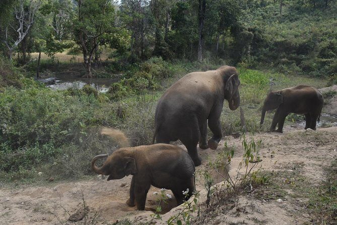 Care Pride Elephants: Full-Day Tour Experience - Detailed Itinerary Breakdown