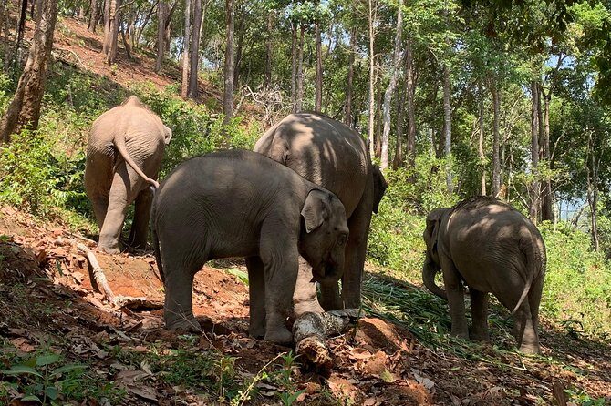 Care Pride Elephants: Full-Day Tour Experience - The Sum Up