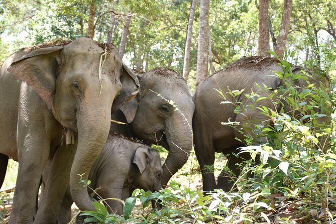 Care Pride Elephants: Full-Day Tour Experience - Frequently Asked Questions