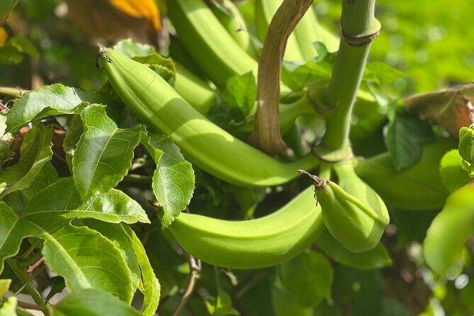 Caribbean Food Experience - What to Expect from the Caribbean Food Experience