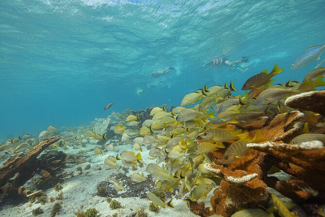 Caribbean Star Snorkeling Tour - Authentic Experiences and Traveler Insights