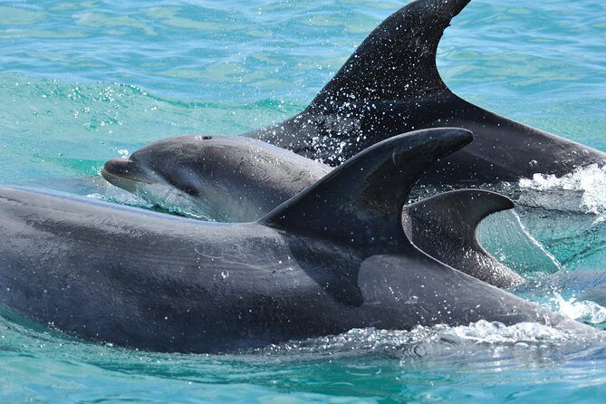 Carino Wildlife Cruises - Island and Wildlife Day Cruise - Who Is This Tour Best Suited For?