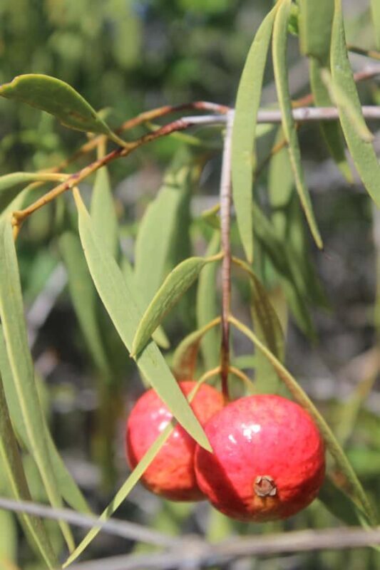 Carnarvon: Indigenous Guided Sunset Walk - Key Points