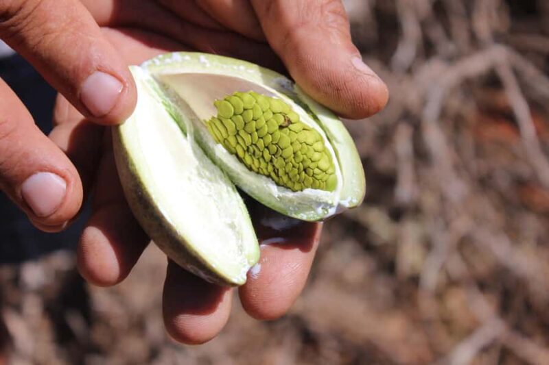 Carnarvon: Indigenous Guided Sunset Walk - Exploring the Gascoyne River Floodplains