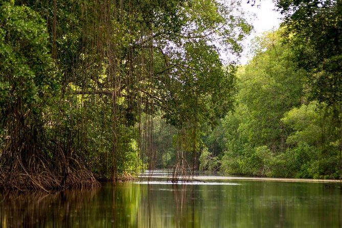 Caroni Bird Sanctuary Tour - Visiting the Caroni Swamp — What’s in Store