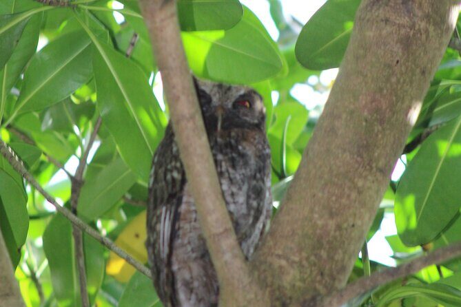Caroni Bird Sanctuary Tour - The Value and Pricing