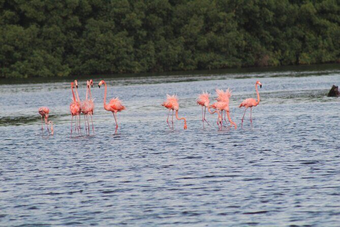 Caroni Bird Sanctuary Tour - Final Thoughts