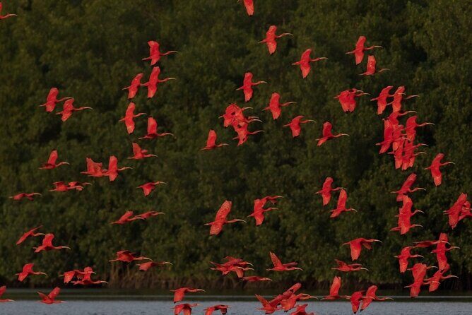 Caroni Swamp wildlife Tour - Introduction: Why This Tour Holds Appeal