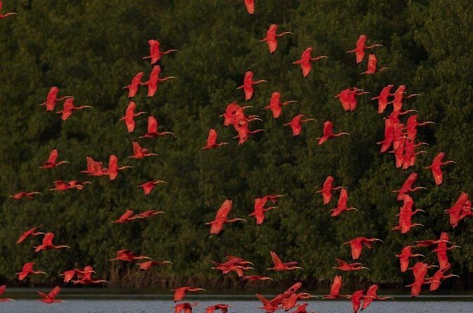 Caroni Swamp wildlife Tour - The Itinerary Breakdown