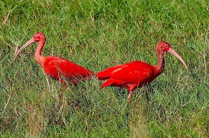 Caroni Swamp wildlife Tour - Is It Worth the Price?
