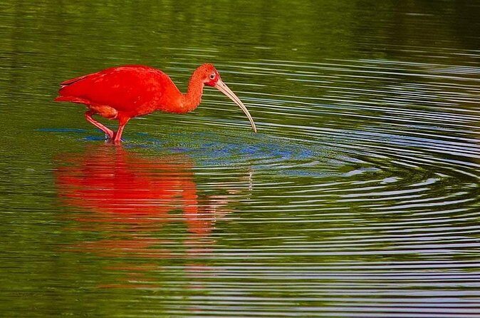 Caroni Swamp wildlife Tour - Practical Tips for Travelers