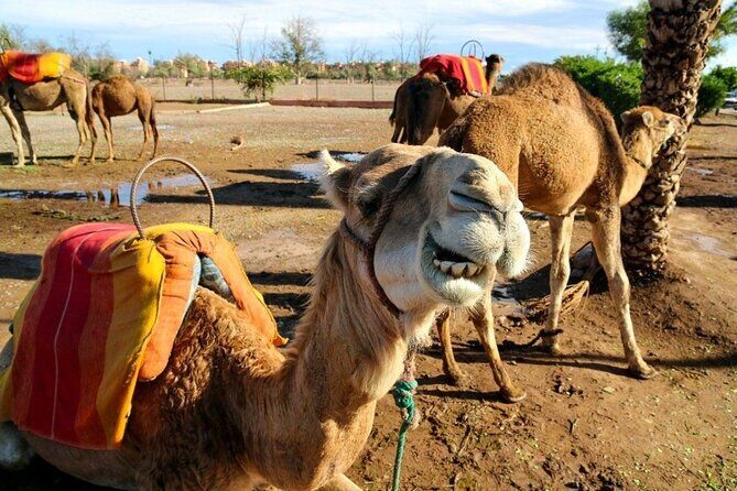 Casablanca 1-Day Layover Private Tour and Authentic Moroccan Bath - A Detailed Look at the Casablanca Private Tour