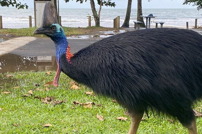 Cassowary Coast Goondoi Culture Tour - A Full Breakdown of the Experience