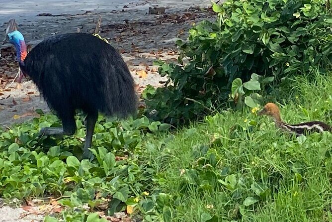 Cassowary Coast Goondoi Culture Tour - Authenticity and Review Highlights