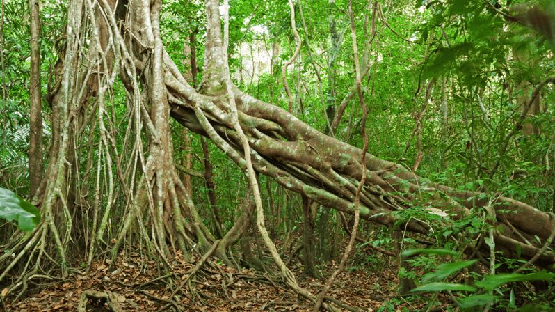 Cat Tien National Park with Crocodile Lake - A Closer Look at the Tour Experience
