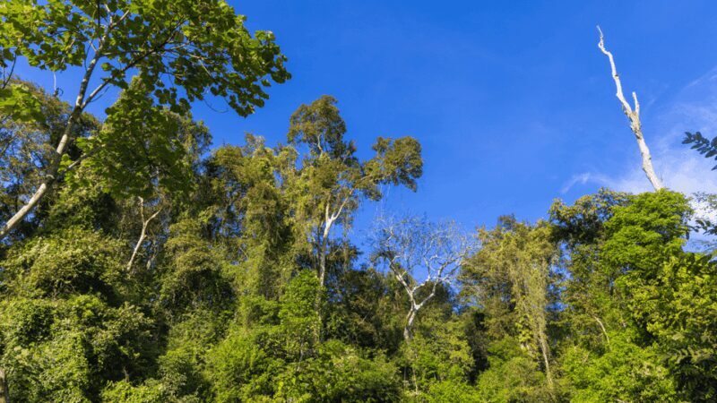 Cat Tien National Park with Crocodile Lake - Authentic Touches and Food