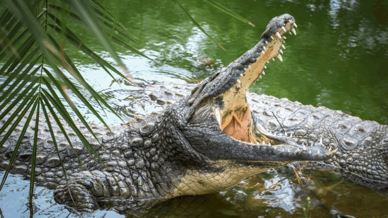 Cat Tien National Park with Crocodile Lake - FAQs