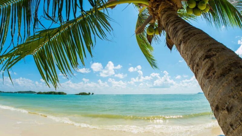 Catalina Island, even more pristine than Saona - Snorkeling and Marine Life
