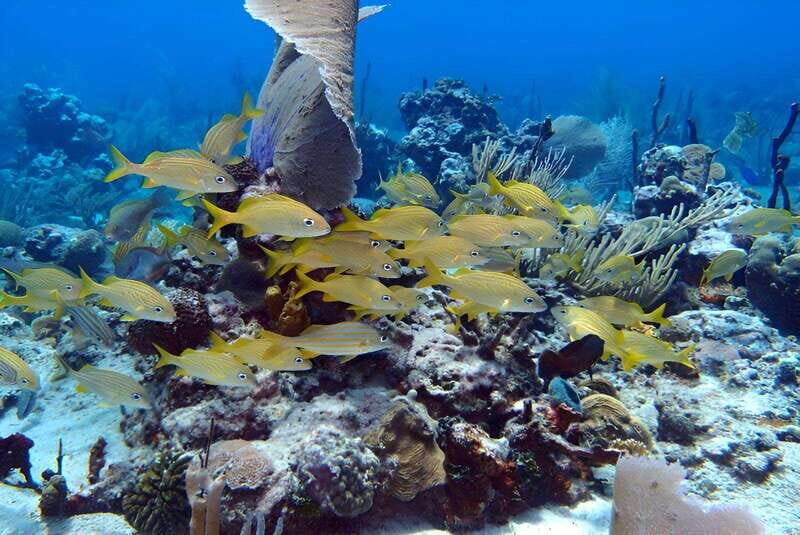 Catalina Island Full-Day Snorkeling + Lunch from Punta Cana - An Overview of the Experience