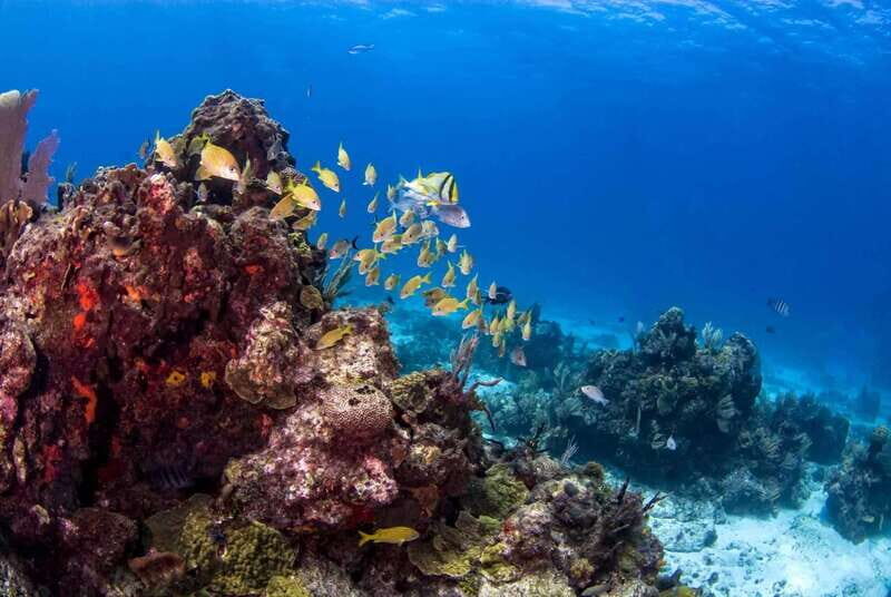 Catalina Island Full-Day Snorkeling + Lunch from Punta Cana - Return Journey and Final Thoughts
