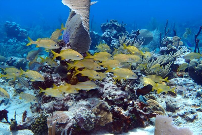 Catalina Island Full-Day Snorkeling + Lunch from Punta Cana - Final Thoughts