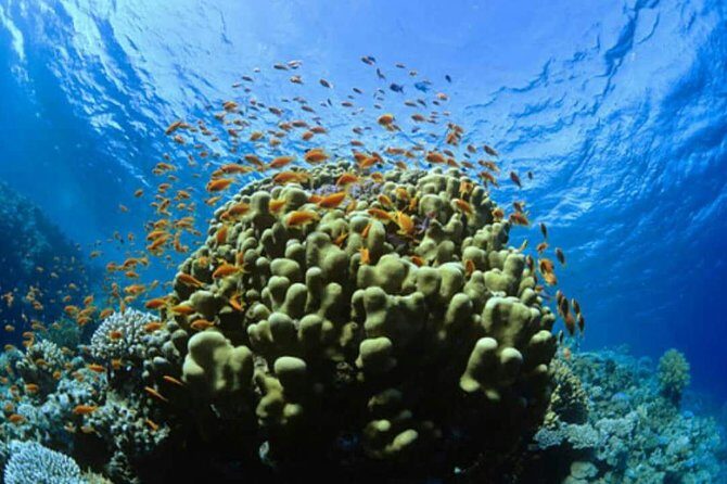 Catalina Island Scuba Diving and Snorkeling Tour from Punta Cana - The Itinerary: What You Can Expect